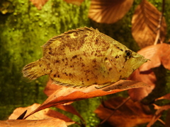 Leaf Fish photo 3