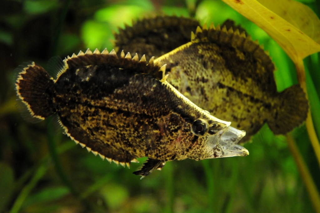 Leaf Fish