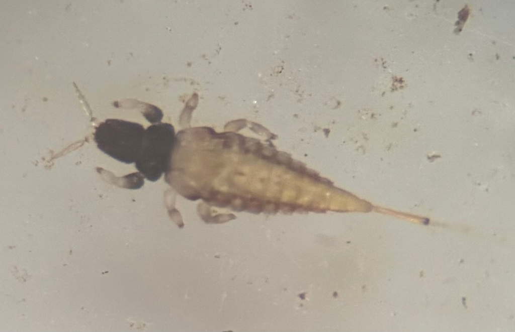 Long-tailed Leaf Litter Thrips