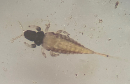 Long-tailed Leaf Litter Thrips