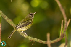 Hemitriccus orbitatus