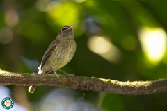 Hemitriccus orbitatus