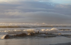 Balaenoptera musculus