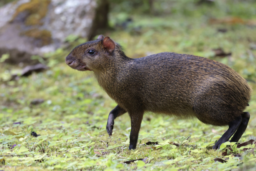 Brown Agouti