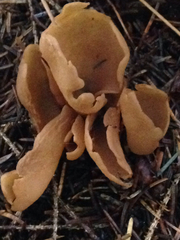 Otidea alutacea