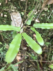 Lygodium reticulatum