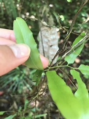 Lygodium reticulatum