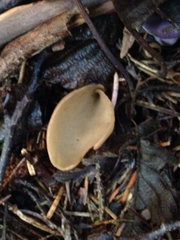 Otidea alutacea