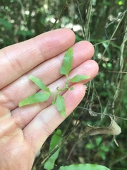 Lygodium reticulatum