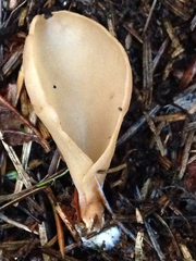 Otidea alutacea