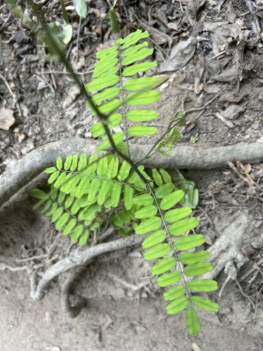 Machaerium biovulatum observed 2025-07-14