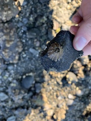 Solidobalanus hesperius