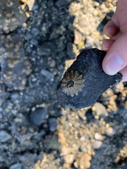 Solidobalanus hesperius