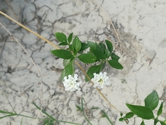 Lantana canescens