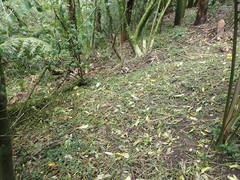 Piper excelsum excelsum