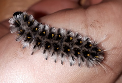 Lophocampa roseata