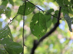 Prunus jamasakura