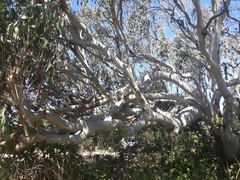 Eucalyptus bancroftii