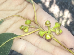 Eucalyptus bancroftii