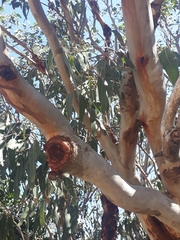 Eucalyptus bancroftii
