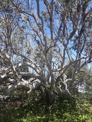 Eucalyptus bancroftii