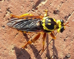 Laphria saffrana
