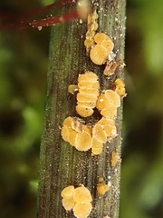 Stamnaria americana