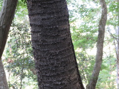 Prunus jamasakura