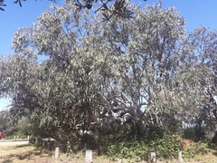 Eucalyptus bancroftii