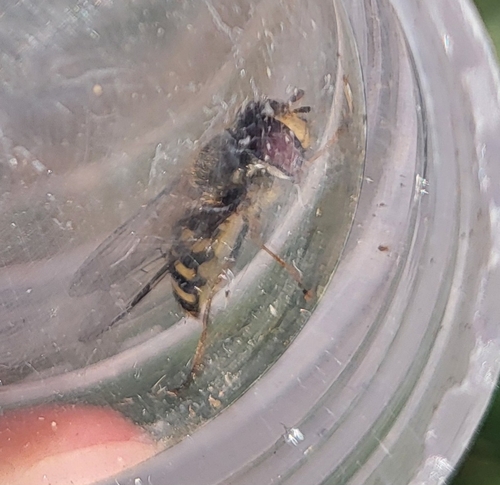 Unknown species found near Adams County, US-ID, US