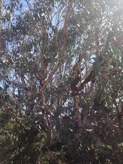 Eucalyptus bancroftii