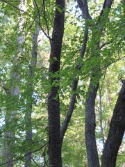 Prunus jamasakura