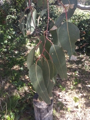 Eucalyptus bancroftii