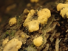 Sphaerosporium lignatile