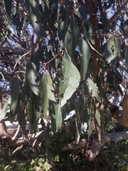 Eucalyptus bancroftii