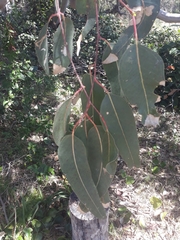 Eucalyptus bancroftii