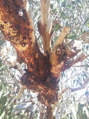 Eucalyptus bancroftii