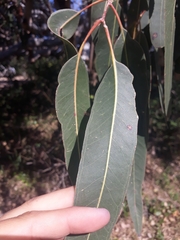 Eucalyptus bancroftii