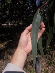 Eucalyptus bancroftii