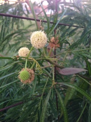 Leucaena leucocephala