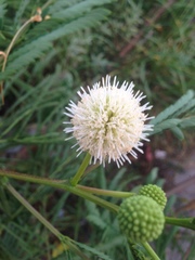 Leucaena leucocephala