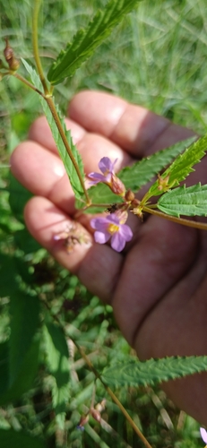 Pyramid Flower (Melochia pyramidata)