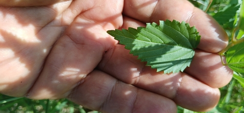 Escobilla (Melochia) (Melochia pyramidata)