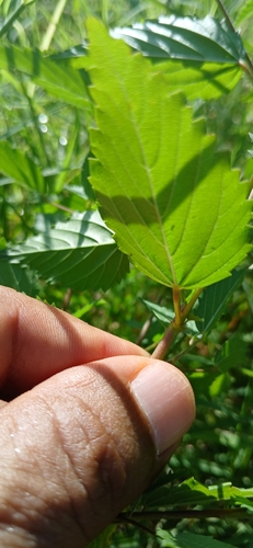 Escobilla (Melochia) (Melochia pyramidata)
