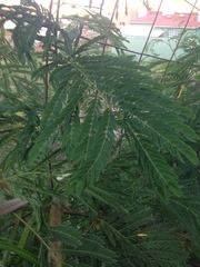 Leucaena leucocephala