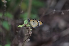 Danaus chrysippus chrysippus