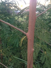 Leucaena leucocephala