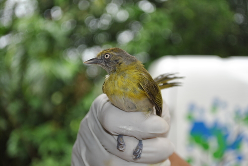 Lemon-chested Greenlet (Hylophilus thoracicus)