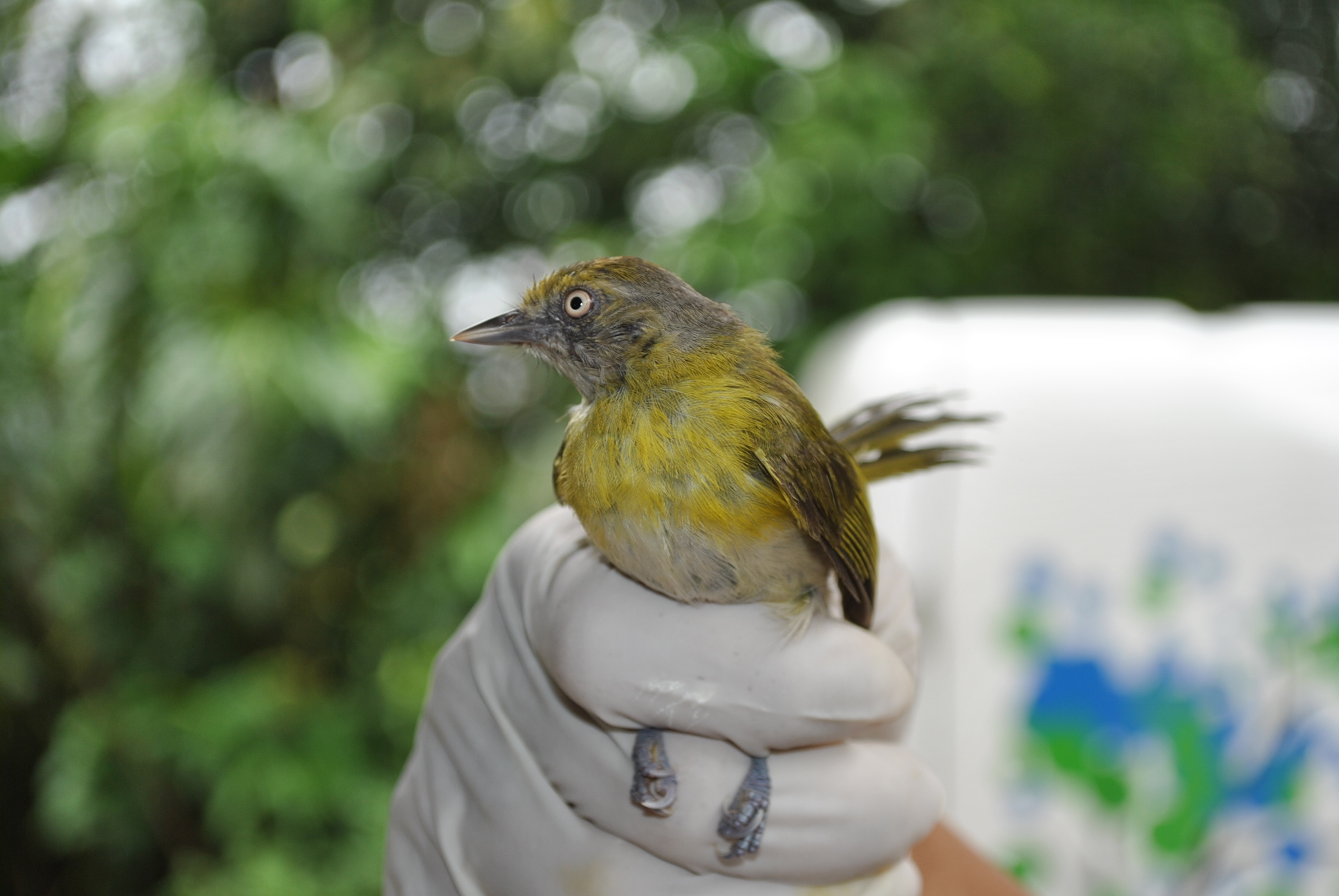 Lemon-chested Greenlet illustration