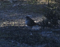 Drymodes brunneopygia